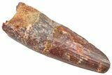 Fossil Spinosaurus Tooth - Feeding Worn Tip #361268-1